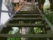 Jungle Ladder Wallpaer