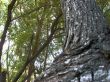 Sticky Blur Tree Wallpaer