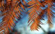 Wind catchers Wallpaer