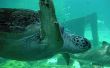 Swimming turtle Wallpaer