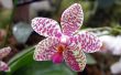Lonely orchid Wallpaer