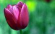 Purple tulip Wallpaer