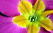 Tulip close up Wallpaer