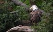 Mad eagle Wallpaer