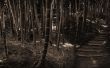Bamboo forest Wallpaer
