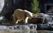 Lonely polar bear Wallpaer
