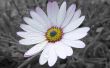 Gorgeous flower Wallpaer