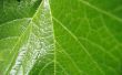 Grape leaf Wallpaer