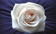 White rose Wallpaer