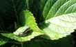 Frog on leaf Wallpaer