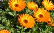 Orange flowers Wallpaer