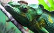 Green iguana Wallpaer