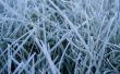 Frosted grass Wallpaer