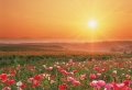 flower land Wallpaer