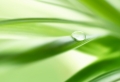 Green Leaf Wallpaer