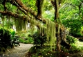 Forest Wallpaer