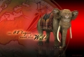 Elephant Wallpaer