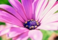 Pink Flower Wallpaer