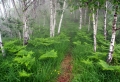 Misty Forest Wallpaer