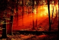 Forest Sunrise Wallpaer