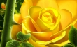 3D Yellow Rose Wallpaer