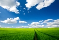 Summer Field Wallpaer