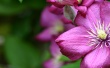 Purple flower Wallpaer