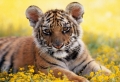 Tiger Cub Wallpaer