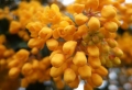 Yellow Flowers Blossming Wallpaer