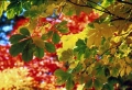 Autumn 1 Wallpaer