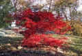 Autumn 5 Wallpaer