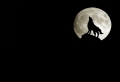 Wolf Howlling Wallpaer
