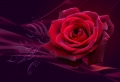 3D Rose Wallpaer