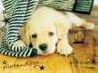 White dog looking Wallpaer