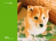 Foxy dog Wallpaer