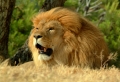Lion Roar Wallpaer