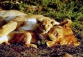 Lion with his cubs Wallpaer