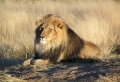Lion in the Field Wallpaer
