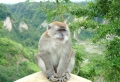 Monkey on Tree Wallpaer