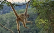 Monkey Jumping on Trees Wallpaer