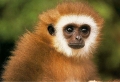 Cute Monkey Child Wallpaer