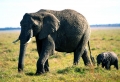Old Elephant with Baby Elephant Wallpaer