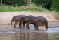 Baby Elephants Together Wallpaer
