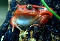 Fat Frog Wallpaer
