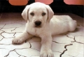 Dog on Cracking Surface Wallpaer