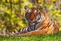 Tiger Looking Angry Wallpaer
