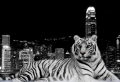 City Tiger Wallpaer