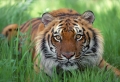 Watchful Eyes Tiger Wallpaer