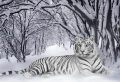 White Tiger Wallpaer