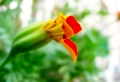 Beautiful Orange Flower Wallpaer
